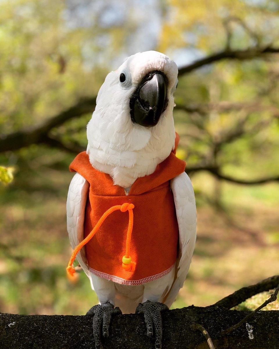 Rocking the Obi-Wan Kenobi look today, from nine other than my amazing sponsors  babesinthehood.net 
New stock is coming soon and I can’t wait to show and tell. Until then, make sure you all stay home and stay positive.
Love always
The Tedster.❤️🇬🇧❤️
#StarWars #JediCockatoo