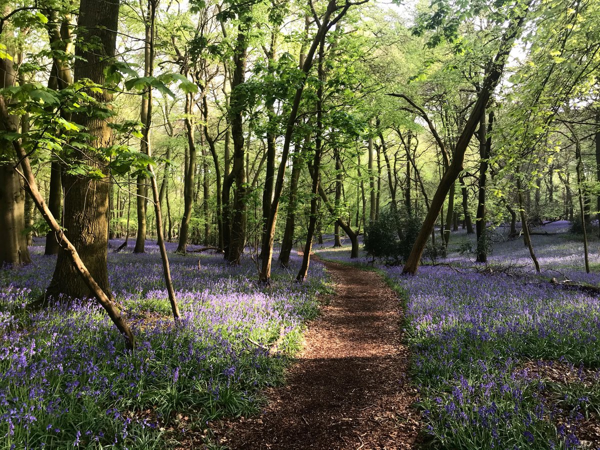 The_CRC's tweet image. With the world on lock-down the earth can finally begin to flourish again. We found this idyllic bluebell woods near us on our daily walk. It’s amazing what nature can do when we humans are not smothering it. #energysaving #usinglessstuff #usingless #bluebells #nature #quarantine