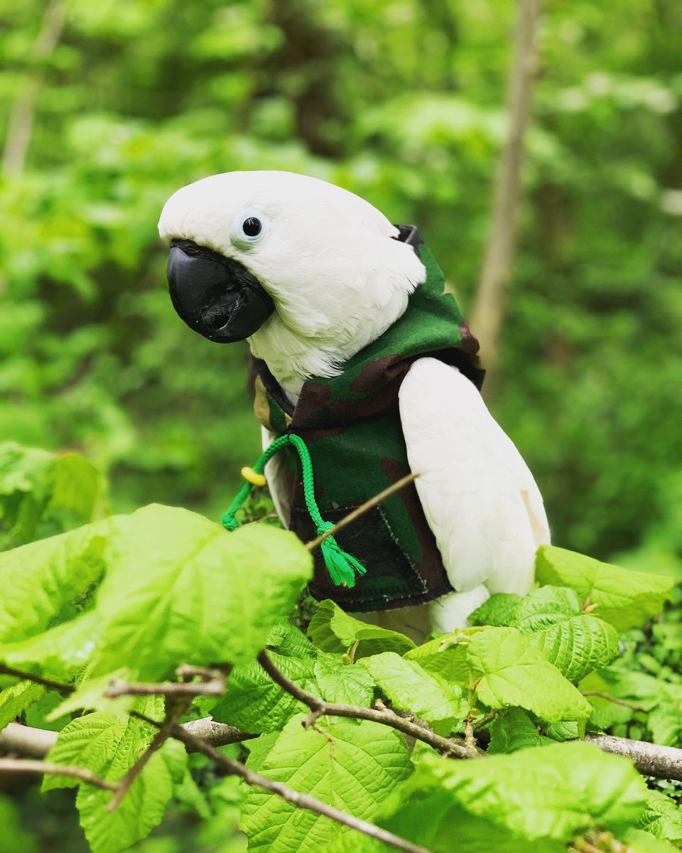 TeddyKnightUC's tweet photo. See me no more!
This hoodie from https://t.co/9ChPgFmZE3 is great, you can’t see me.😉
Love always
The Tedster.❤️🇬🇧❤️ 
#cockatoo #toys #whitecockatoo #parrots #army @ArmyInLondon https://t.co/IVZ6snmeGz