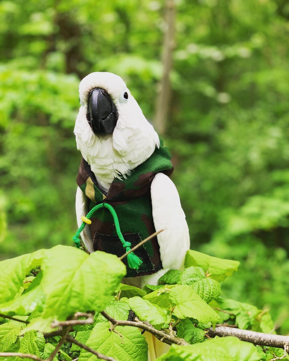 See me no more!
This hoodie from babesinthehood.net is great, you can’t see me.😉
Love always
The Tedster.❤️🇬🇧❤️ 
#cockatoo #toys #whitecockatoo #parrots #army <a href="/ArmyInLondon/">The Army in London</a>
