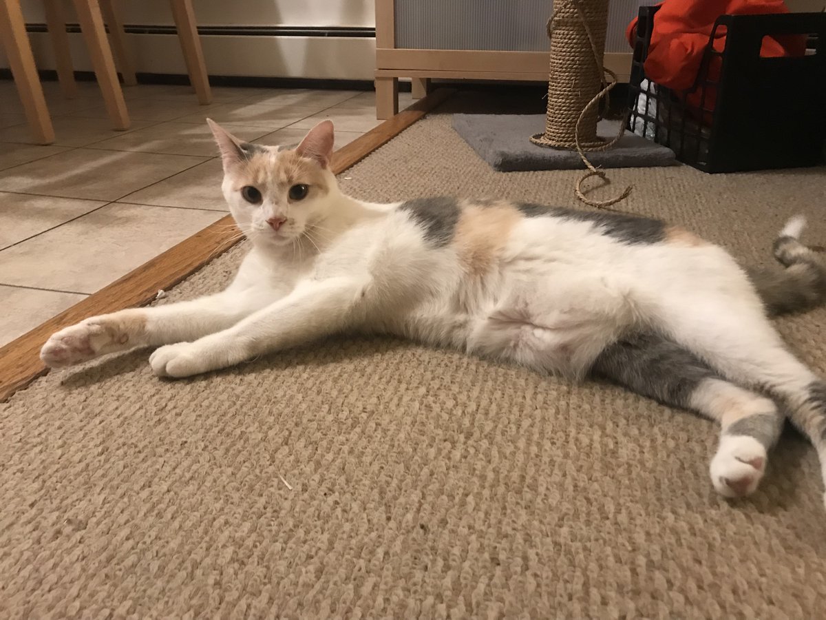 adobroski's tweet photo. @marginalmarisa Still can't get over the fact that we basically have the same cat. <3 https://t.co/yd3W2qoLVx
