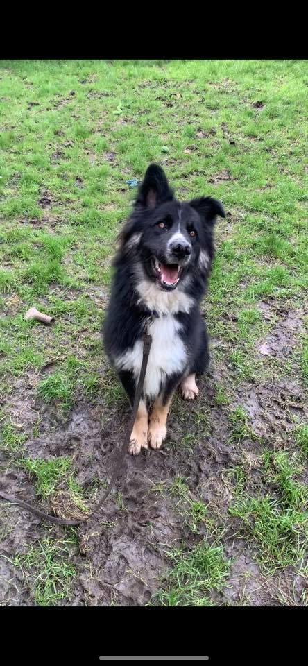 gsrescueelite's tweet image. 14mth old Milo may not be a #GermanShepherd but his life was at risk so of course we took him in, a friendly lad who can live with older kids and hasn't shown any adverse reaction to #dogs in kennels 
#Essex
gsrelite.co.uk/milo-7/