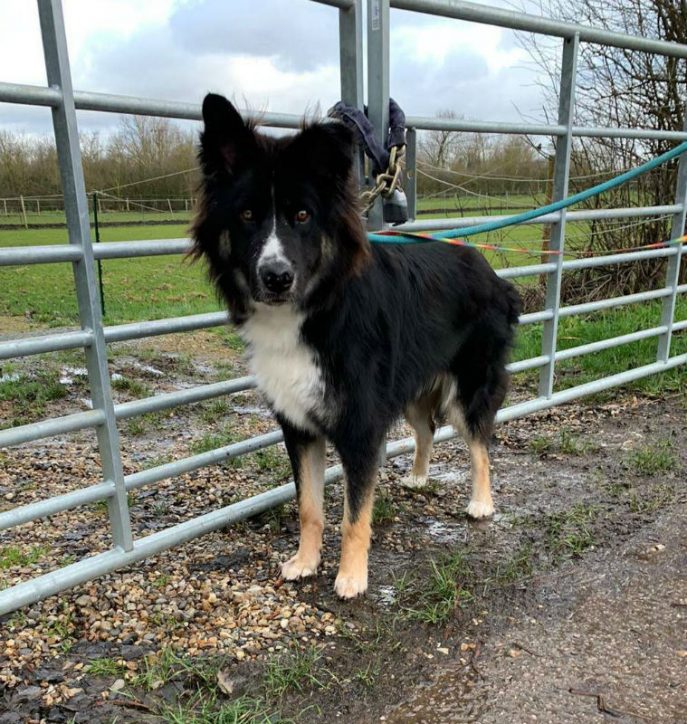 gsrescueelite's tweet image. 14mth old Milo may not be a #GermanShepherd but his life was at risk so of course we took him in, a friendly lad who can live with older kids and hasn't shown any adverse reaction to #dogs in kennels 
#Essex
gsrelite.co.uk/milo-7/