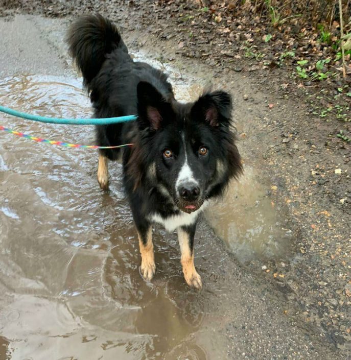 gsrescueelite's tweet image. 14mth old Milo may not be a #GermanShepherd but his life was at risk so of course we took him in, a friendly lad who can live with older kids and hasn't shown any adverse reaction to #dogs in kennels 
#Essex
gsrelite.co.uk/milo-7/