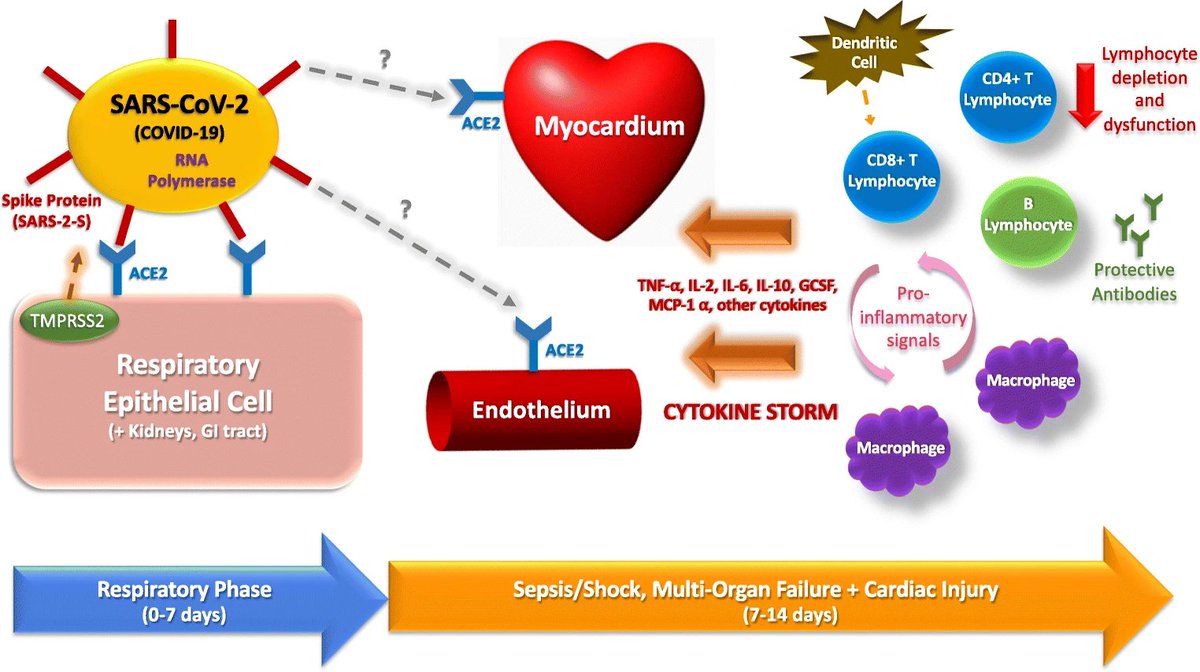 Our paper on COVID-19 and CV complications/host immune response is now live! #Cardioimmunology can give us powerful tools to study the effects of the immune system in the heart in topics ranging from cancer therapies to infectious and autoimmune disease doi.org/10.1007/s11886…