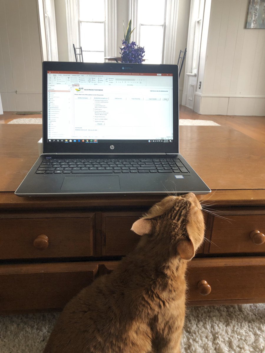 Working from home with pets 😹 #petsofalus #workfromhome @ALUSCanada