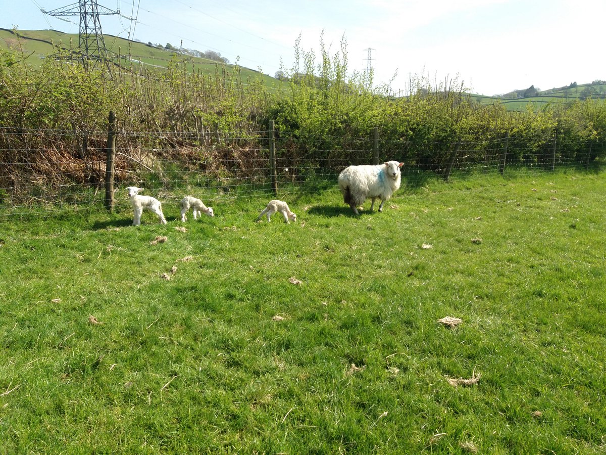 croftfootfarm's tweet photo. Hogg lambing has been a bit testing this year and then one of the worst has 3 healthy gimmers- always unpredictable 🤔 #lockdownlambing https://t.co/Dw1vrxqio3