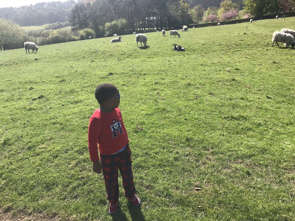 talk_cjay's tweet photo. @foundation20191 I love the sheep...he says! Lovely weather and nice walk today Kamsi! @foundation20191 https://t.co/xoacKkv63b