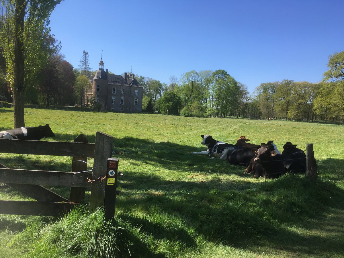 Op de moestuin #Hackfort weer gezelschap van de koeien die zo mooi over de haag kunnen kijken maar nu in de schaduw van de bomen liggen te rusten #goodlife @Natuurmonument