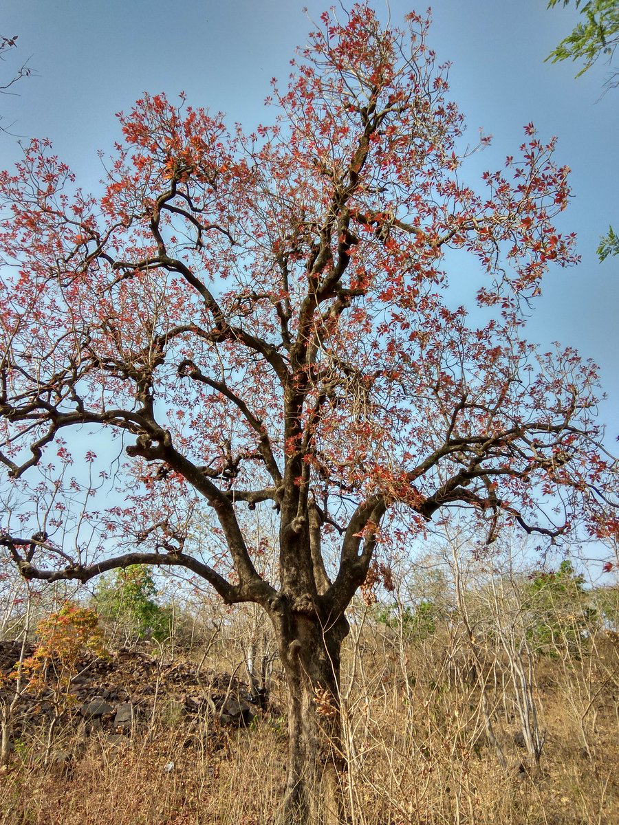 afforestt's tweet photo. Mahuva/ Madhuca longifolia in wild... From our forest survey in Central India.
#afforestt #afforesttcommunity #NativeWildForever #treegram #treesofindia #jungles #forests #rewild #rewilding #wilderness https://t.co/9WAv3X8Ey0