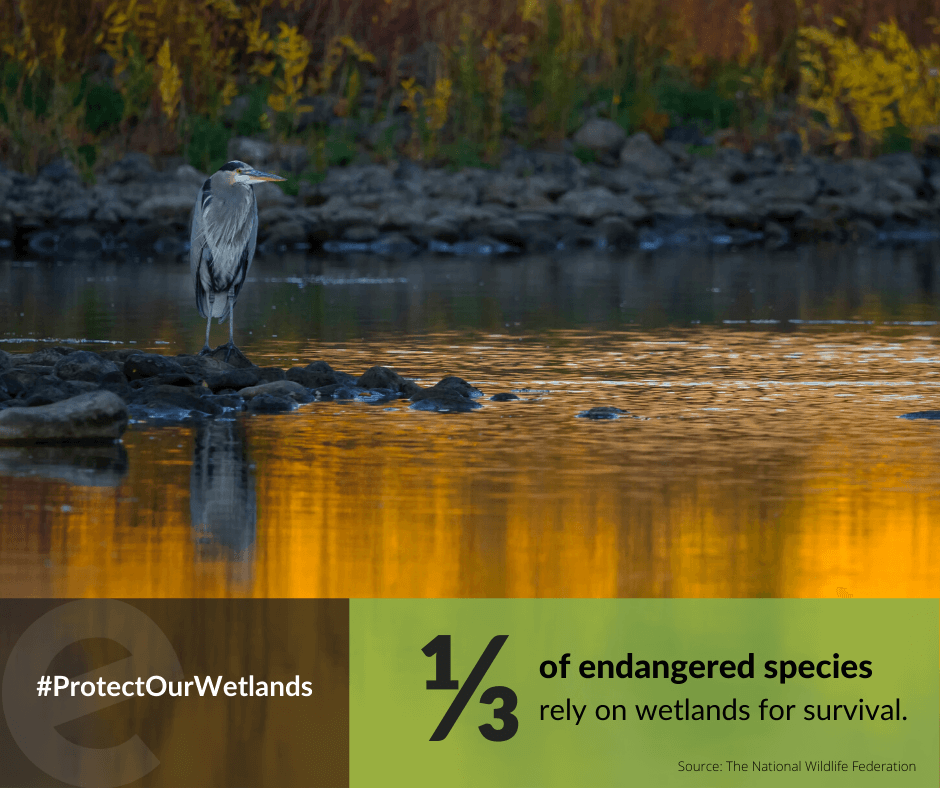 ecobotapp's tweet photo. Happy #EarthDay2020! We've included some special images to help spread the word to #ProtectOurWetlands. Please feel free to share these to your network as well. We hope you can step outside today to appreciate our beautiful Earth! https://t.co/EXTPK3bBM8
