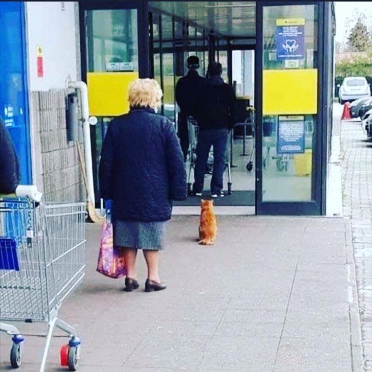 Cesarjlk's tweet photo. Not sure what the cat needs but it sure knows how to follow rules! 😻 https://t.co/oofSVH4hMG