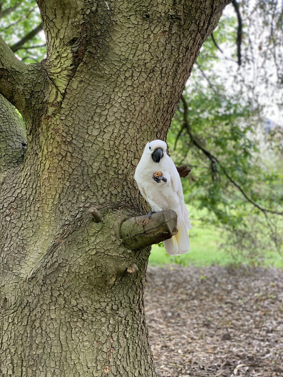 TeddyKnightUC's tweet photo. Treats in the woods.😋😋
Love always
The Tedster.❤️🇬🇧❤️ 
#cockatoo #staysafe #stayathome #treats https://t.co/ymn6AhTwXw
