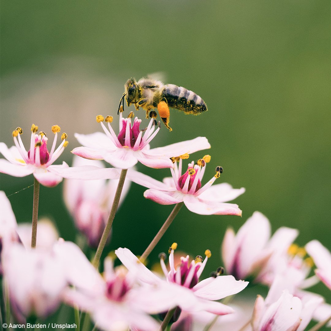 WWFCanada's tweet photo. Happy 50th Earth Day! Enjoy the beauty of the natural world at your fingertips! #EarthDay2020 https://t.co/L5267WRQnk