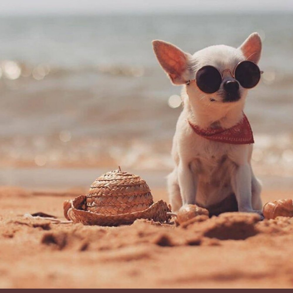 Dog Body Language: Lip Licking | Dog training tips
      If you see a dog licking his lips, you might assume he is simply eating or drooling over something. But what if there is no food around? 
#dogtrainingtips,
#dogtrainingnearme,
#dog_training_tips ,

dogtipsecret.blogspot.com/2020/04/dog-bo…