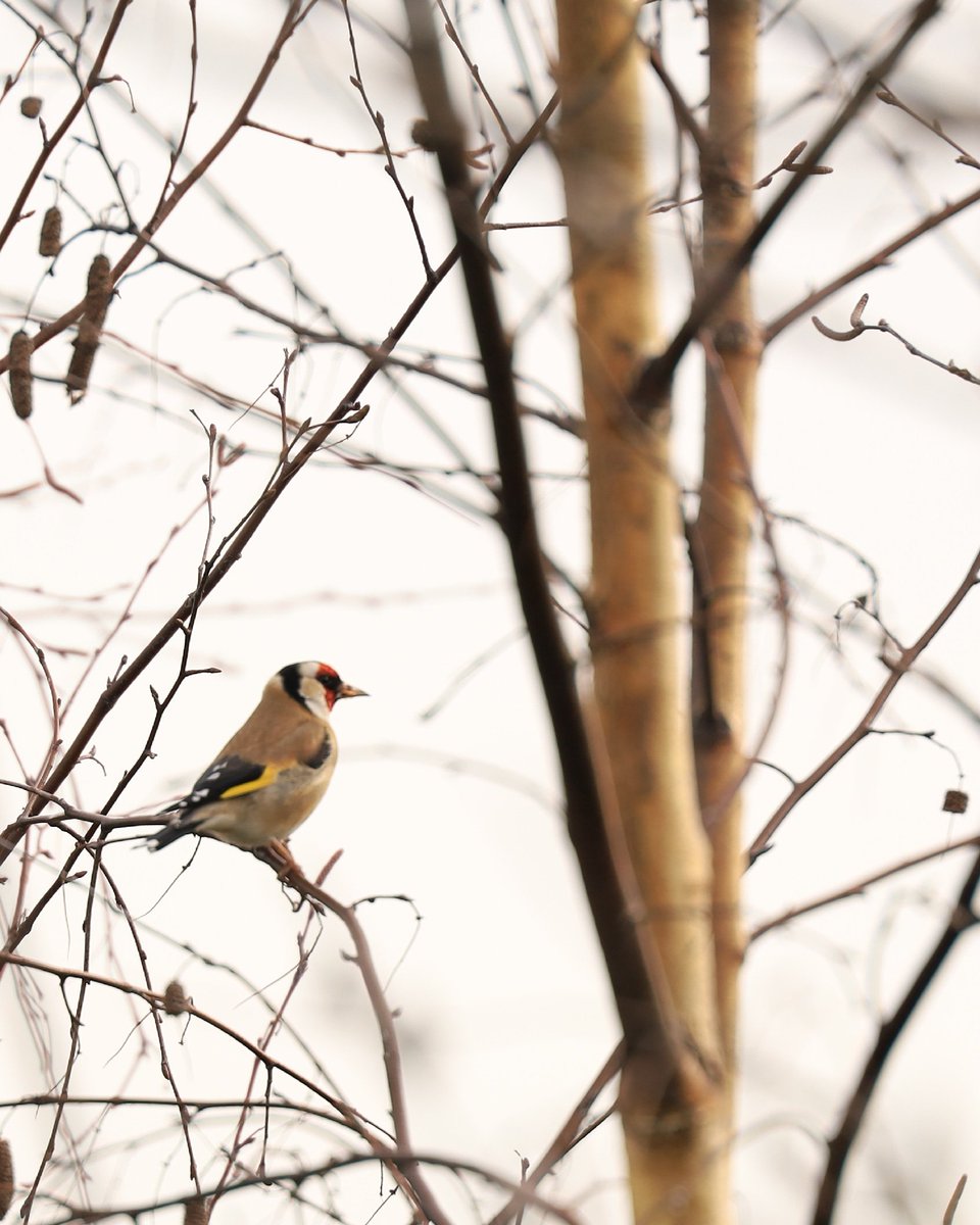 josvangool's tweet photo. dag 22 
#Vogelvoorjaar 
@maryvanderes
#putter 
Wat een schilderijtjes zijn het toch. https://t.co/Dyn06Lhzii