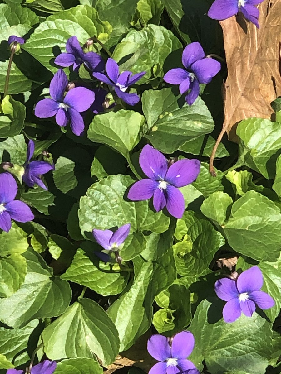 MsMaria_22's tweet photo. Thank you mother earth for your gifts and beauty every season. #happyearthday๐ #earthdayathome #earthday50 #motherearth #mothergaia #onestyleatatime https://t.co/2greh8B0dw