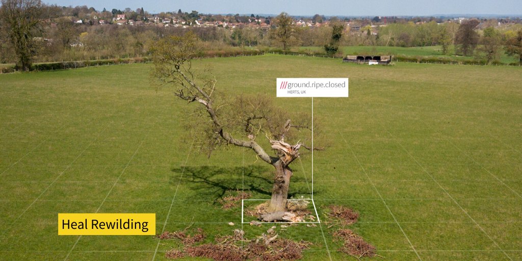 Tree in middle of a field what3words address reads ///ground.ripe.closed