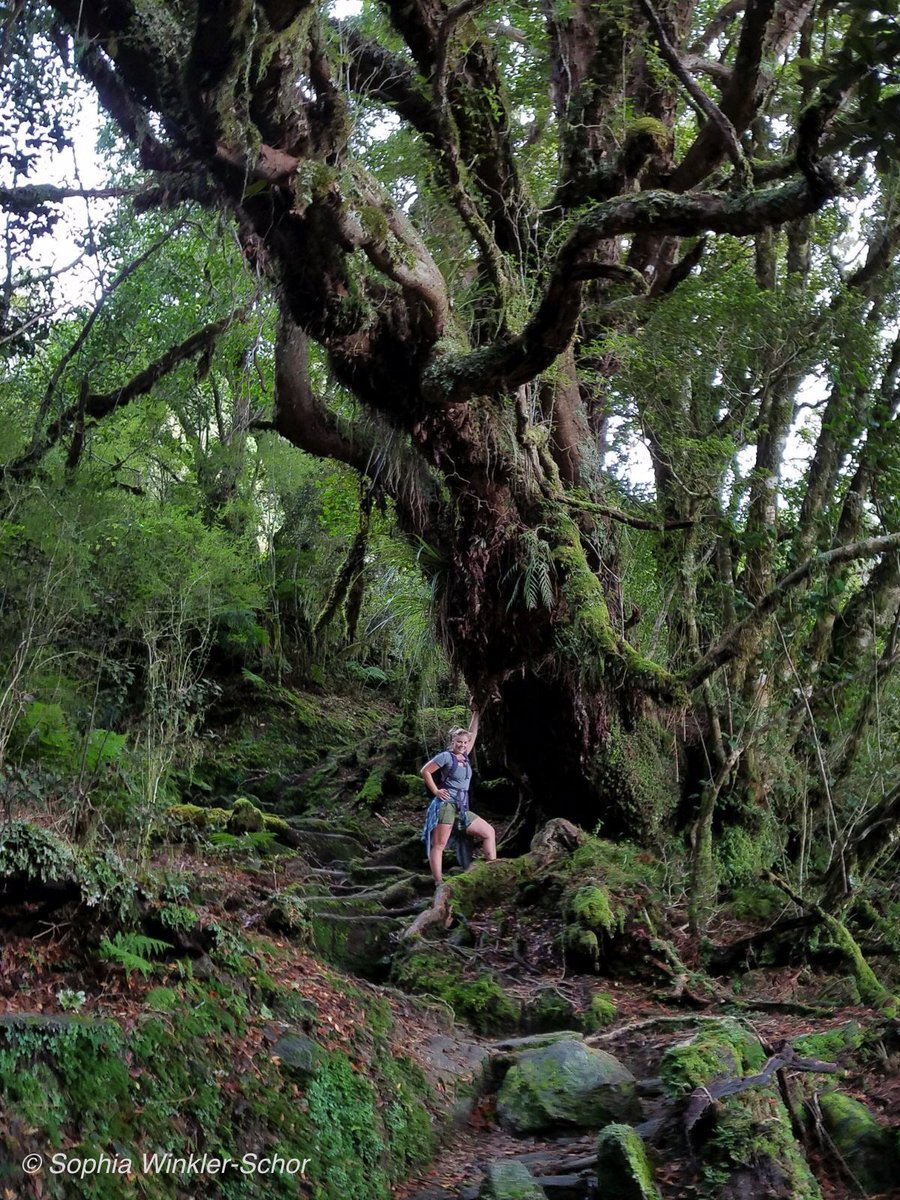 ScientistSophia's tweet photo. “The forest gives you life but you have to work [for] it” 
Maya people have always known what's up! Let's start working for the planet!

Happy #EarthDay ! Today is special b/c it is the 50th anniversary of celebrating this amazing planet! #EarthDay50 #EarthDay2020 #femfieldphoto https://t.co/mfuqmS3wGA