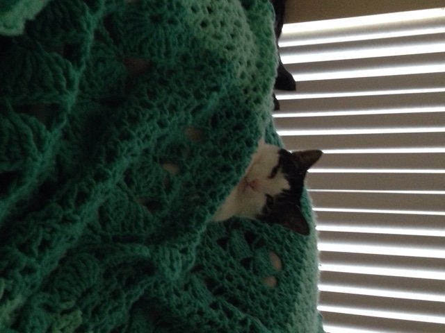 <a href="/SJTurner_Author/">💕SJ Turner 📚 ✍️</a> Why is that damn cat poking me at 5:30 am