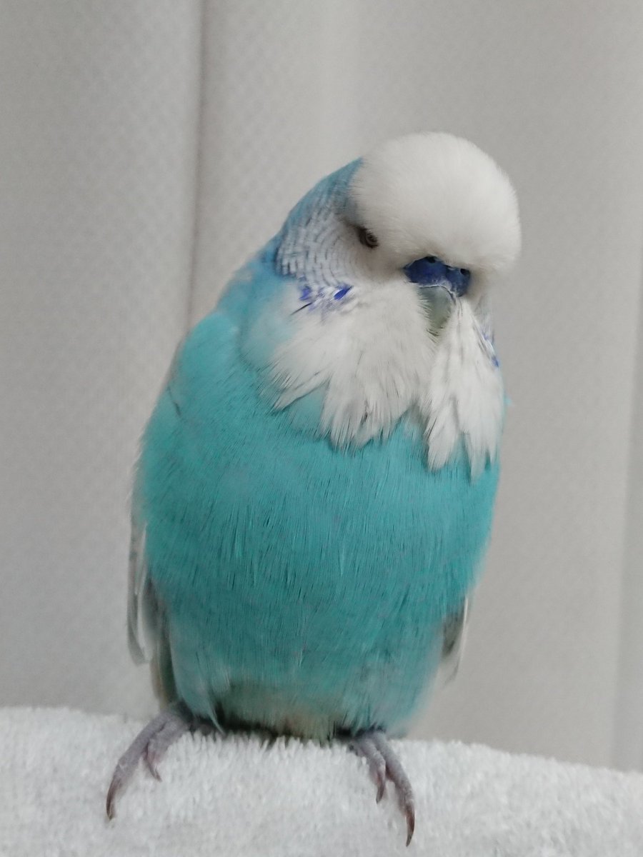Chiipappa30 おもしろそうなので 乗っかってみました 犬猫さんもかわいいですが 鳥 インコ も かわいいよ これがこうやで ジャンボセキセイインコ ジャンボ可愛さ普及委員会 Chiipappa30 おもしろそうなので 乗っかってみました 犬猫さんもかわいいですが 鳥 インコ も かわいいよ これがこうやで ジャンボセキセイインコ ジャンボ可愛さ普及委員会