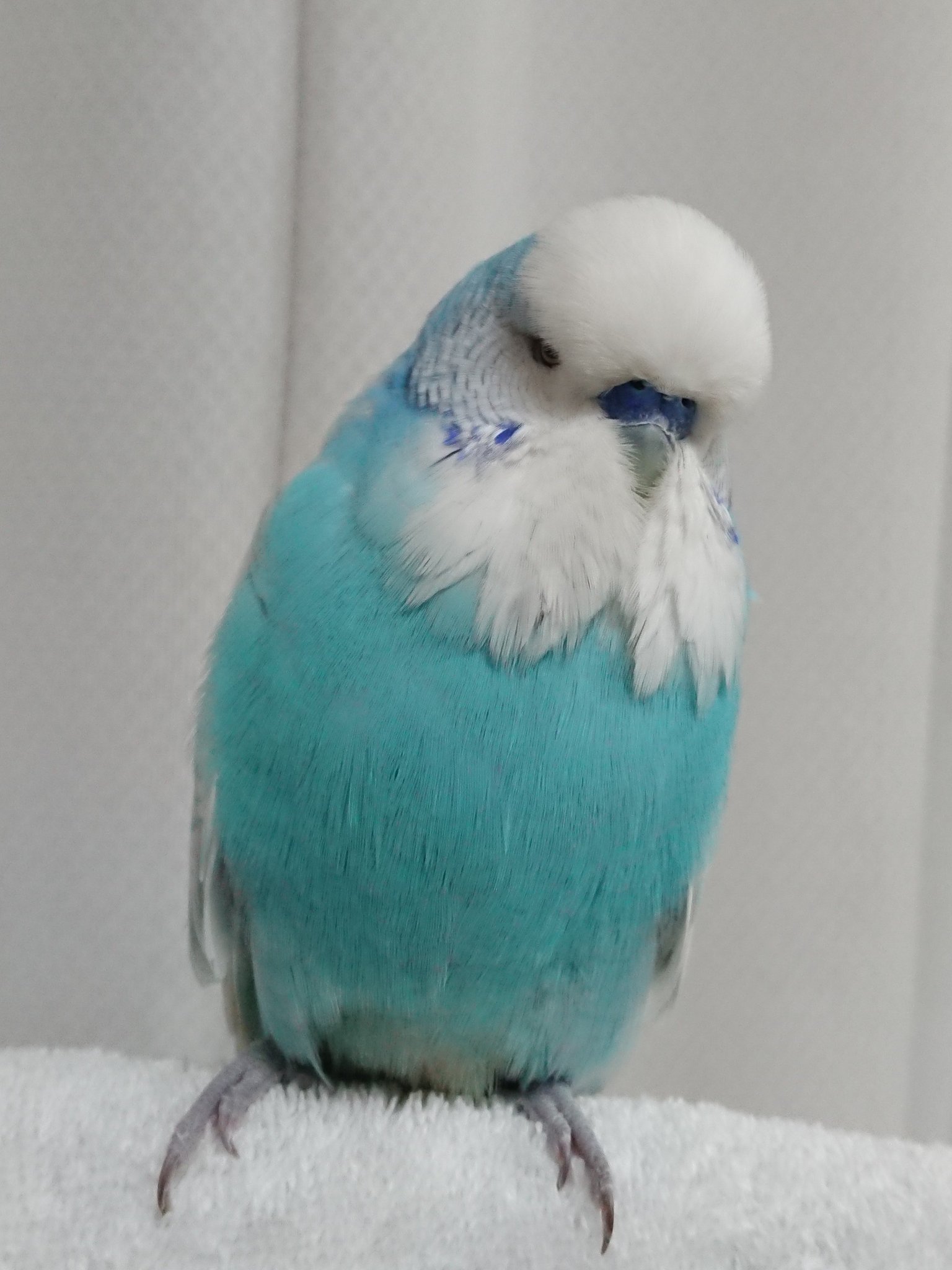 Chiipappa30 おもしろそうなので 乗っかってみました 犬猫さんもかわいいですが 鳥 インコ も かわいいよ これがこうやで ジャンボセキセイインコ ジャンボ可愛さ普及委員会 T Co Grlp9yxnej Twitter