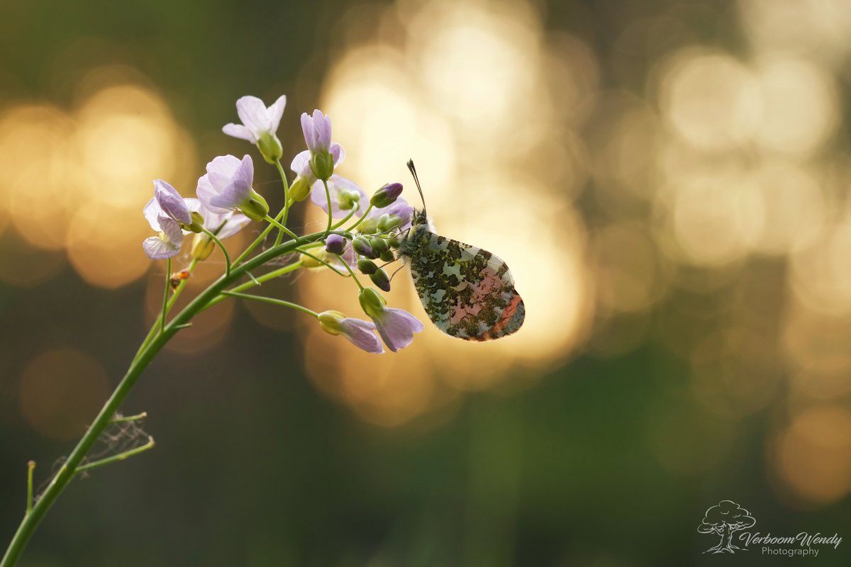 Mijn eerste oranjetipjes van 2020 
#MacroMonday #macrophotography #Macro #NaturePhotography #naturelovers #NatureEscapes #belgium #bokehlights