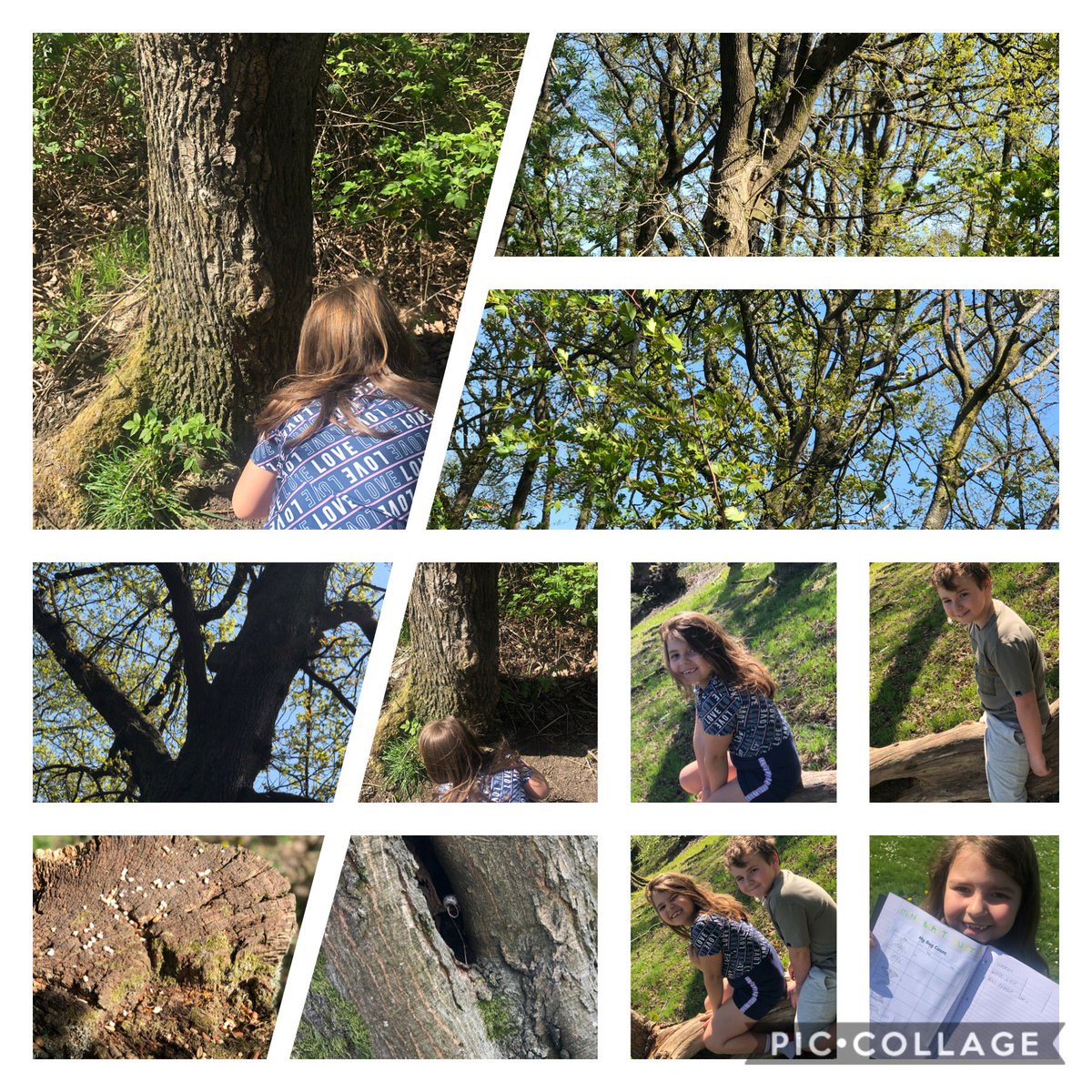 We have done our bug hunt & collected our sticks for the bug hotel! tomorrow we will fill in the bug fact sheets & try build the hotel, wish us luck🤦🏻‍♀️..🐝🐜🐛🐞🍂🦟🕷@mrsshorney @PPS_Seren