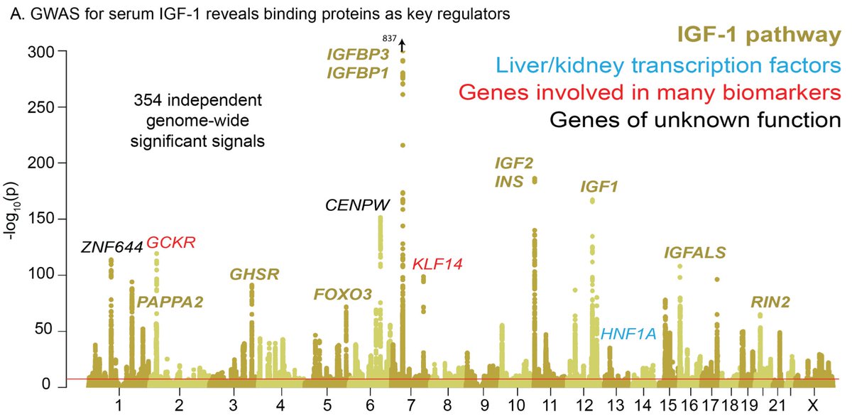 Vignette 2: IGF-1 is a key signaling protein linking growth hormone released from the pituitary to growth effects in peripheral tissues. The top hits are highly enriched with the IGF-1 pathway.