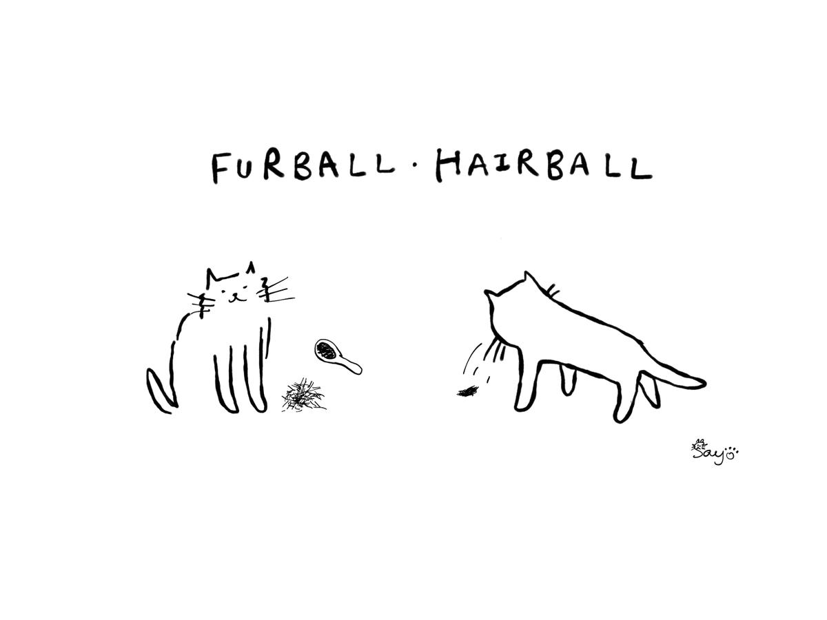 英国獣医師sayo 毎日1つ 現場で使える獣医英語 日本語 毛玉 英語 Furball Hairball 獣医英語 獣医英会話 動物病院 英会話 嘔吐の原因にもなる毛玉 特に猫 こまめにブラッシングして毛玉予防しましょう My Cat Vomits Hairballs Once Or Twice 英国獣医師sayo 毎日1つ 現場で使える獣医英語 日本語 毛玉 英語 Furball Hairball 獣医英語 獣医英会話 動物病院 英会話 嘔吐の原因にもなる毛玉 特に猫 こまめにブラッシングして毛玉予防しましょう My Cat Vomits Hairballs Once Or Twice