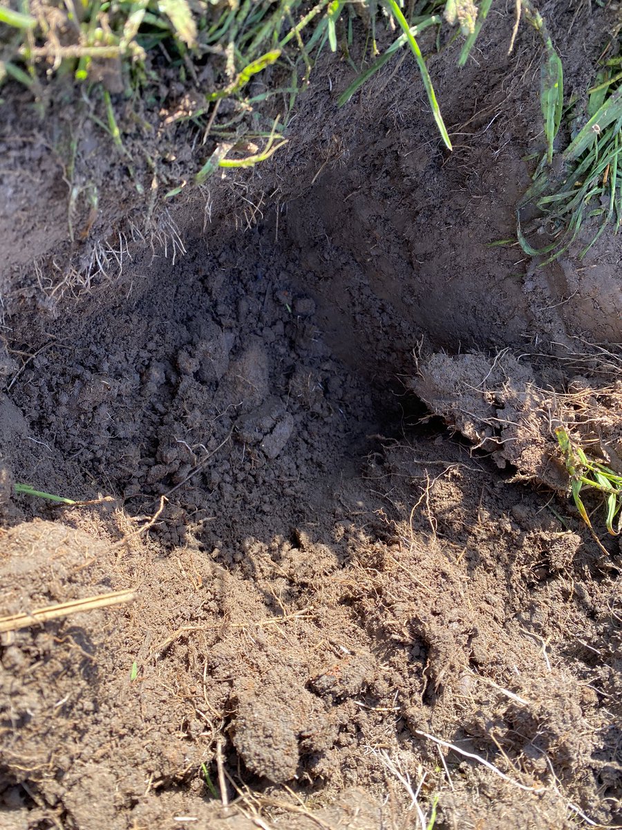 Grass Science Seeds Biogas tweet media