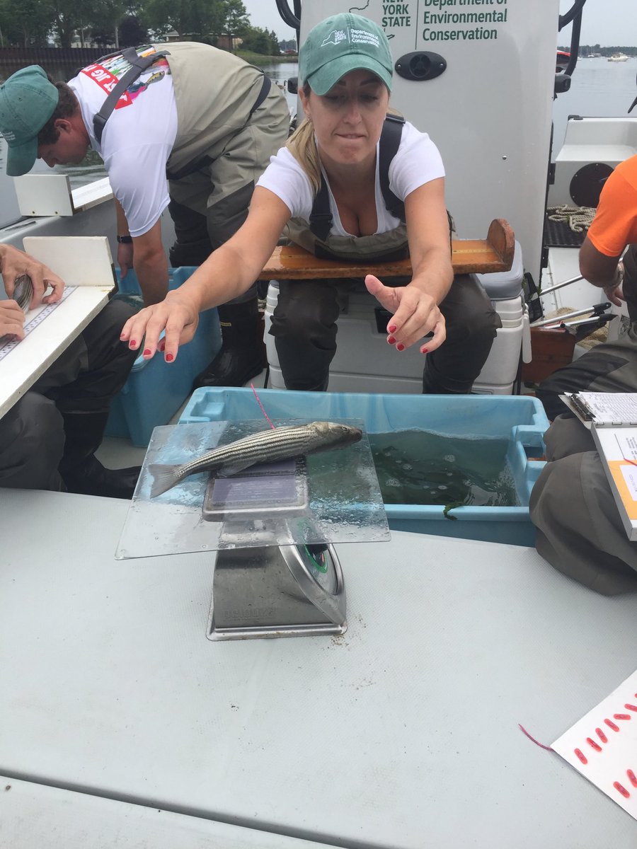 Ms_Capo's tweet photo. Happy Earth Day! 🌎 Flashing it back to my internship with the NYS DEC where I helped assess the stock size of juvenile striped bass in Long Island bays. One of the best experiences! #environmentalscience #biodiversity ⁦@NYSDEC⁩ #conservation #earthday #stripedbass https://t.co/ULj4d2kh4A