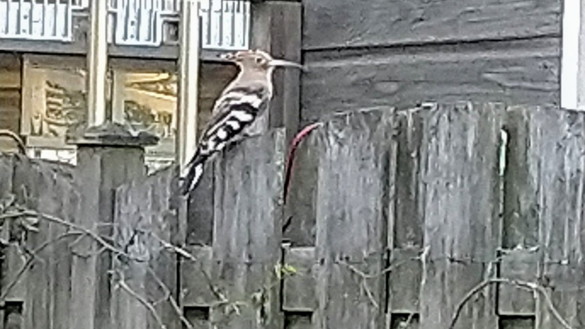 aartsworld's tweet photo. @VroegeVogels Hop in Waalwijk. Gewoon in de tuin in de bebouwde kom. https://t.co/80Nr1EE55X