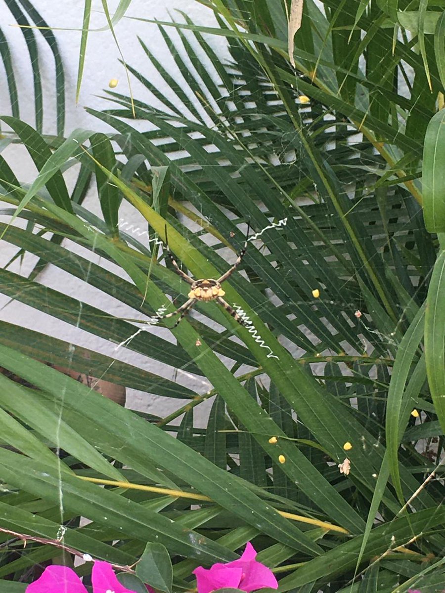 pollo_ags's tweet photo. Hola @Arachno_Cosas, nos encontramos esta amiguta en Xochitepec morelos. https://t.co/xM21TQzzMq