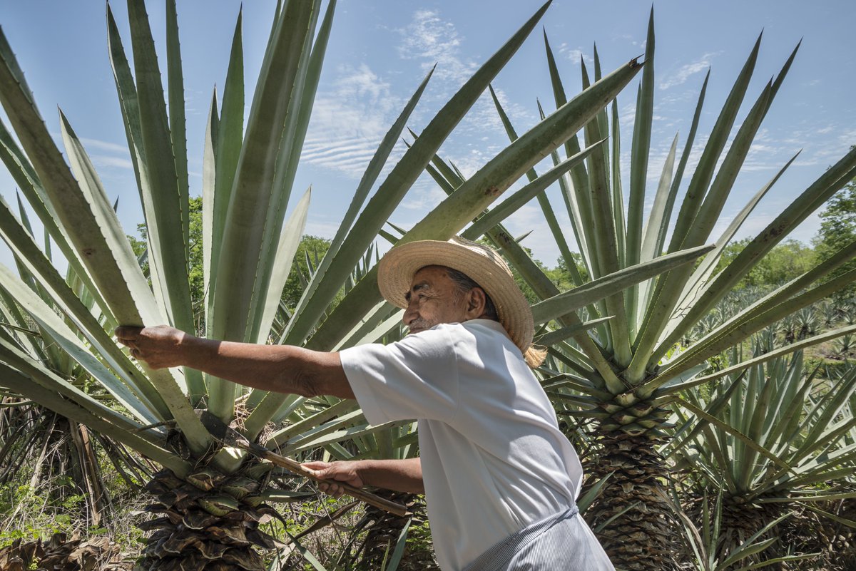 BacardiLimited's tweet photo. This #EarthDay we feel even more grateful for this planet we call home. Today, and every day, we're committed to doing the right thing for our planet.
Visit our site to learn more about our #GoodSpirited initiatives. https://t.co/h9mLcyPrFh #CorporateResponsibility #Bacardi https://t.co/b6ZD8Erwtf