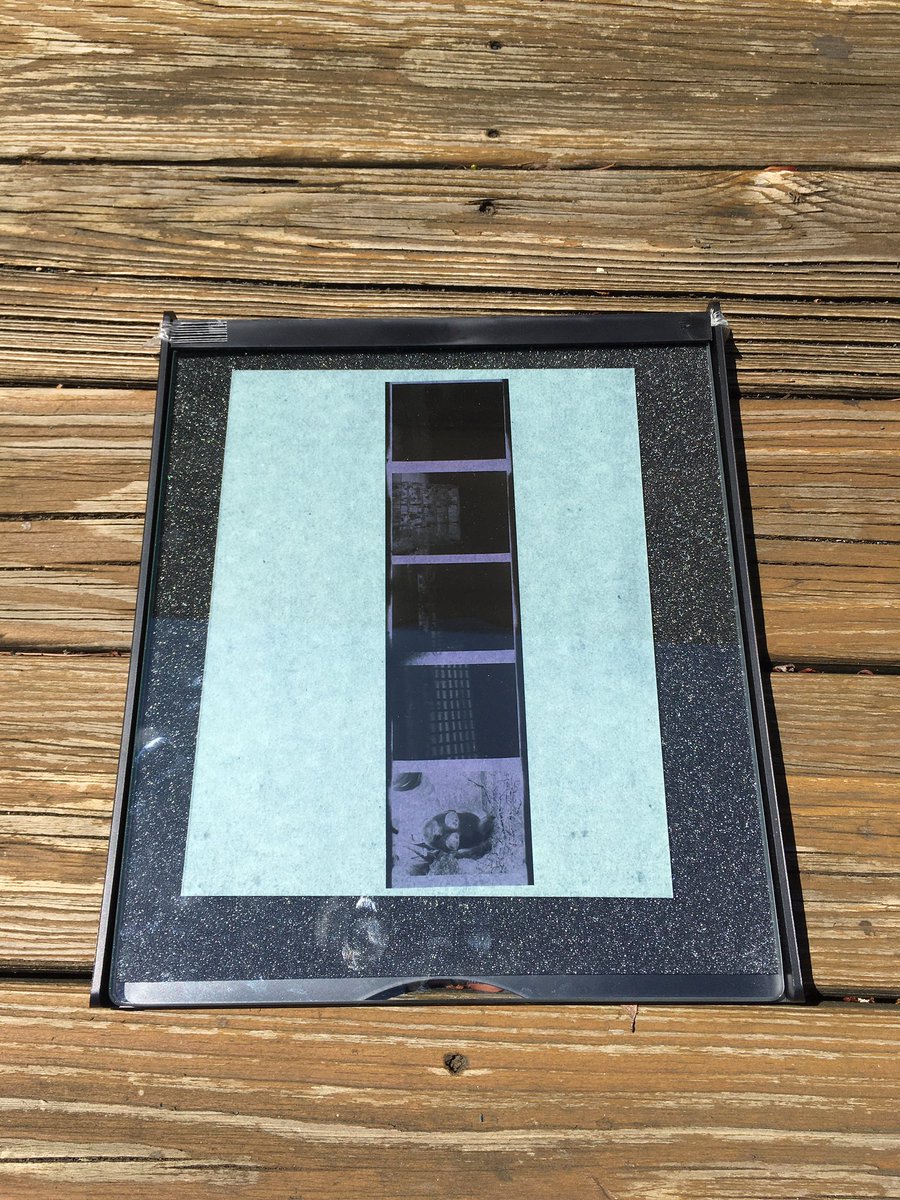 Made some cyanotypes today from 120 format negatives ca.
1994-1997. #filmphotography #cyanotypes #mediumformat #holgacamera #bwphoto