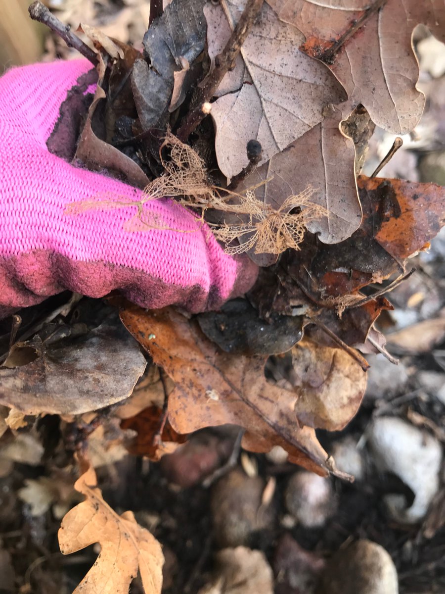 MishParent's tweet photo. Spending some time cleaning up the leaves from our garden on Earth Day ❤️🌎
@StJamesOCSB #ocsbAtHome #JamEarthWeek https://t.co/vF5kRWPrMS
