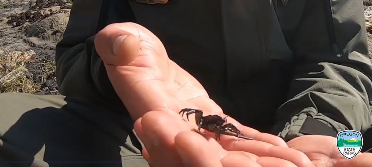 ORStateParks's tweet photo. Join Ranger Rider for an Earth Day 2020 tide pool walk and see fascinating animals with names like gumboot chiton and purple ochre sea star. Don't miss this video!
#ORStateParks #EarthDay2020 #ORStateParked
#StayHomeSaveLives #Tidepooling
https://t.co/DczL9jLnvT https://t.co/V0dXbvht4p