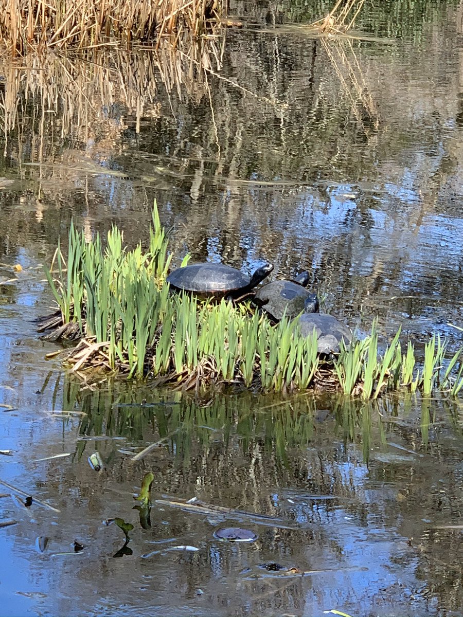 emilywestsays's tweet image. Taking in this #EarthDay50 @chelseamansion Love watching the turtles catching some sun! #TurtlePond #EarthDay #EarthDay2020 #1Day1Thing #EntercomNewYork