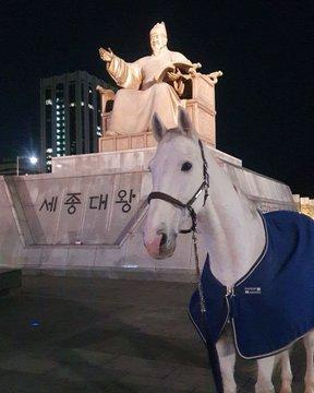 Serious star material right here. Look at this beautiful creature (or the 3 beautiful horses that play him I have no idea which is which)