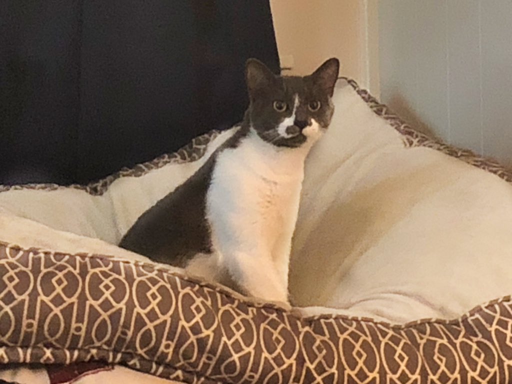 mrgaines_sciguy's tweet photo. The various positions of the one and only Iggy Muffins and her daily struggles on her quest for comfort. Poor thing. Rough life she has. #FirstWorldCatProblems #BigDogBed #LittleCat #Stolen https://t.co/wgMvn8uaS0