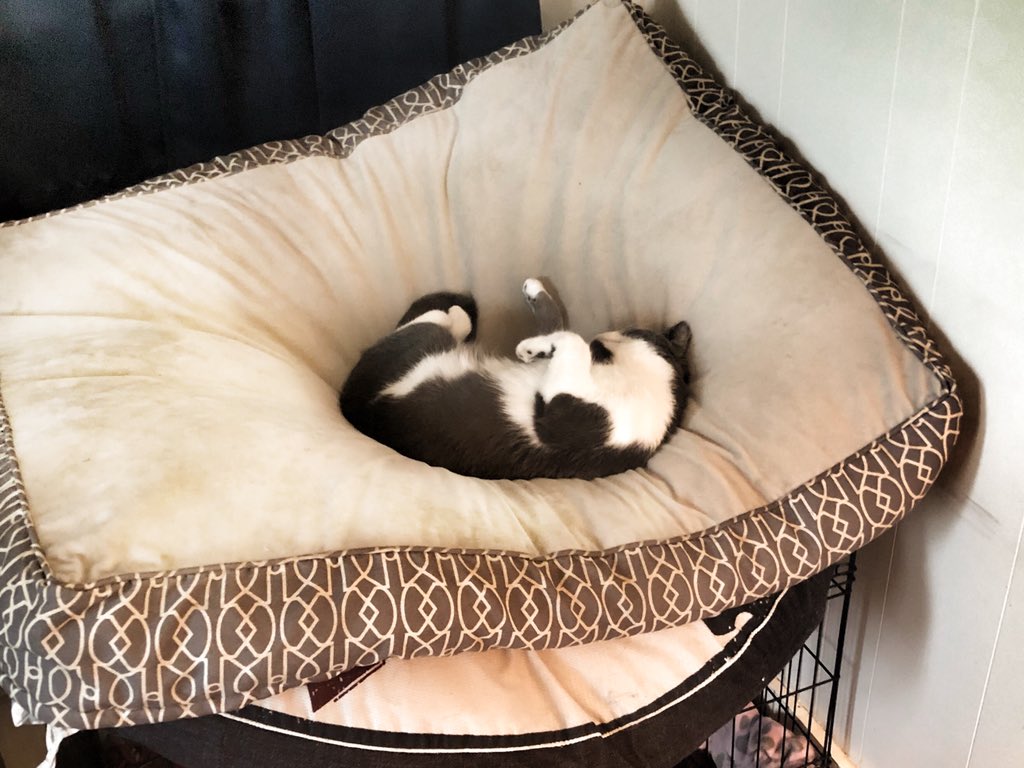mrgaines_sciguy's tweet photo. The various positions of the one and only Iggy Muffins and her daily struggles on her quest for comfort. Poor thing. Rough life she has. #FirstWorldCatProblems #BigDogBed #LittleCat #Stolen https://t.co/wgMvn8uaS0