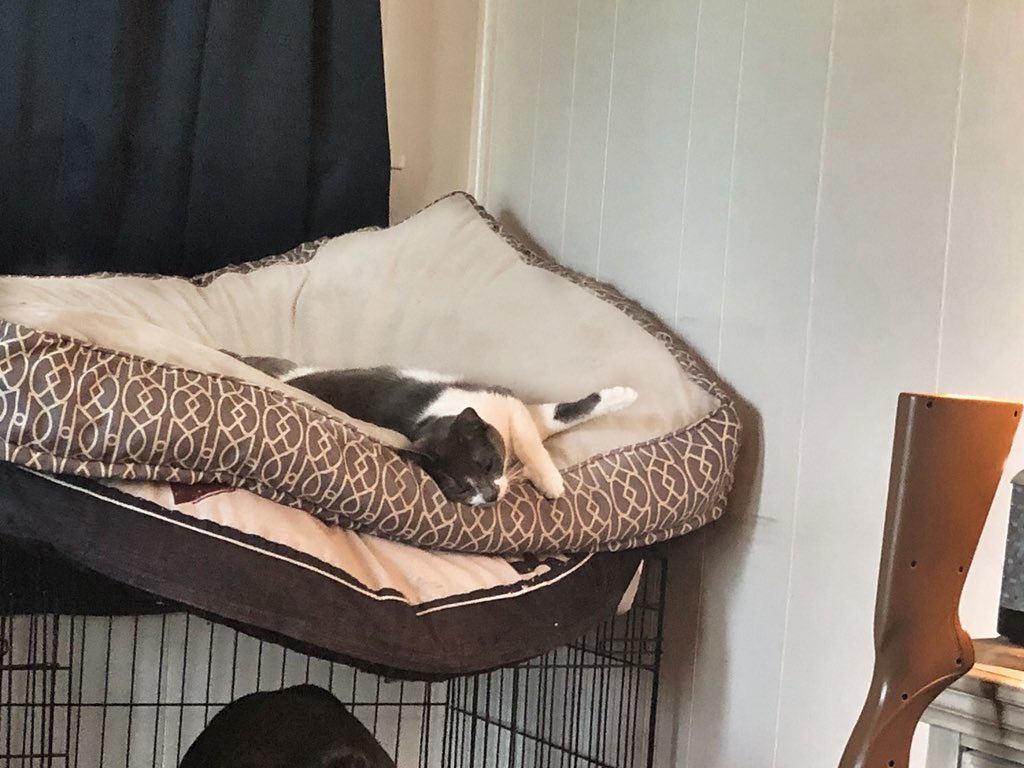 mrgaines_sciguy's tweet photo. The various positions of the one and only Iggy Muffins and her daily struggles on her quest for comfort. Poor thing. Rough life she has. #FirstWorldCatProblems #BigDogBed #LittleCat #Stolen https://t.co/wgMvn8uaS0