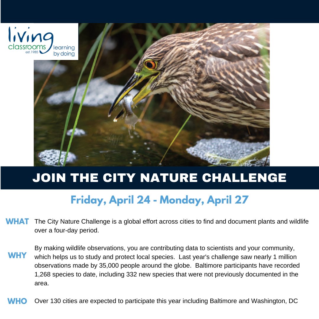 livingclassroom's tweet image. Today is #EarthDay - honor its 50th Anniversary by participating in the #citynaturechallenge this weekend!  Grab the whole family and help track the wildlife in the Baltimore and DC metro areas! 
.
Visit iNaturalist.org for more information.
