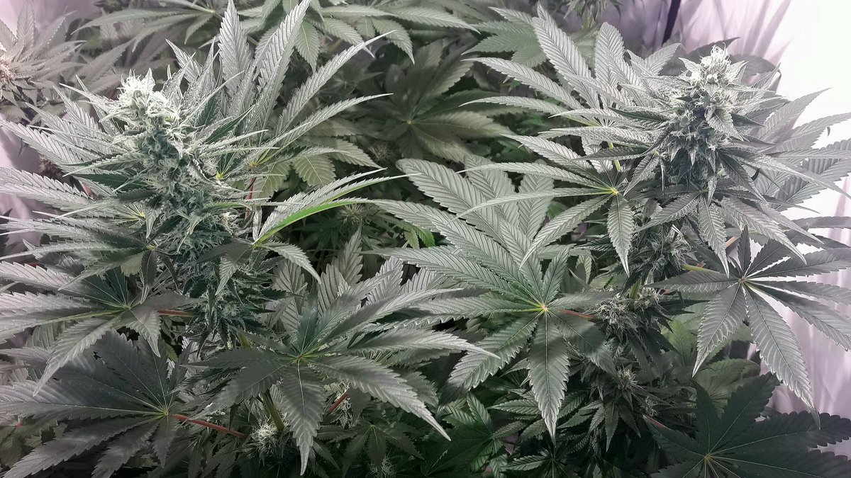 AdrycManellson's tweet photo. Aquí está #WildWave Verde Mundo, también #NuevosProyectos de @GreenbudSeeds #AdrycsCove, #SailingTheGreenSea en #Conserva con las anteriores, igualitas, 😍, y sobre todo, muy prometedoras Amig@s. Esta #Straint arriba de allá dónde nacen las #Olas.
Alegría...🧚‍♂️😎 https://t.co/uESwNx0c49