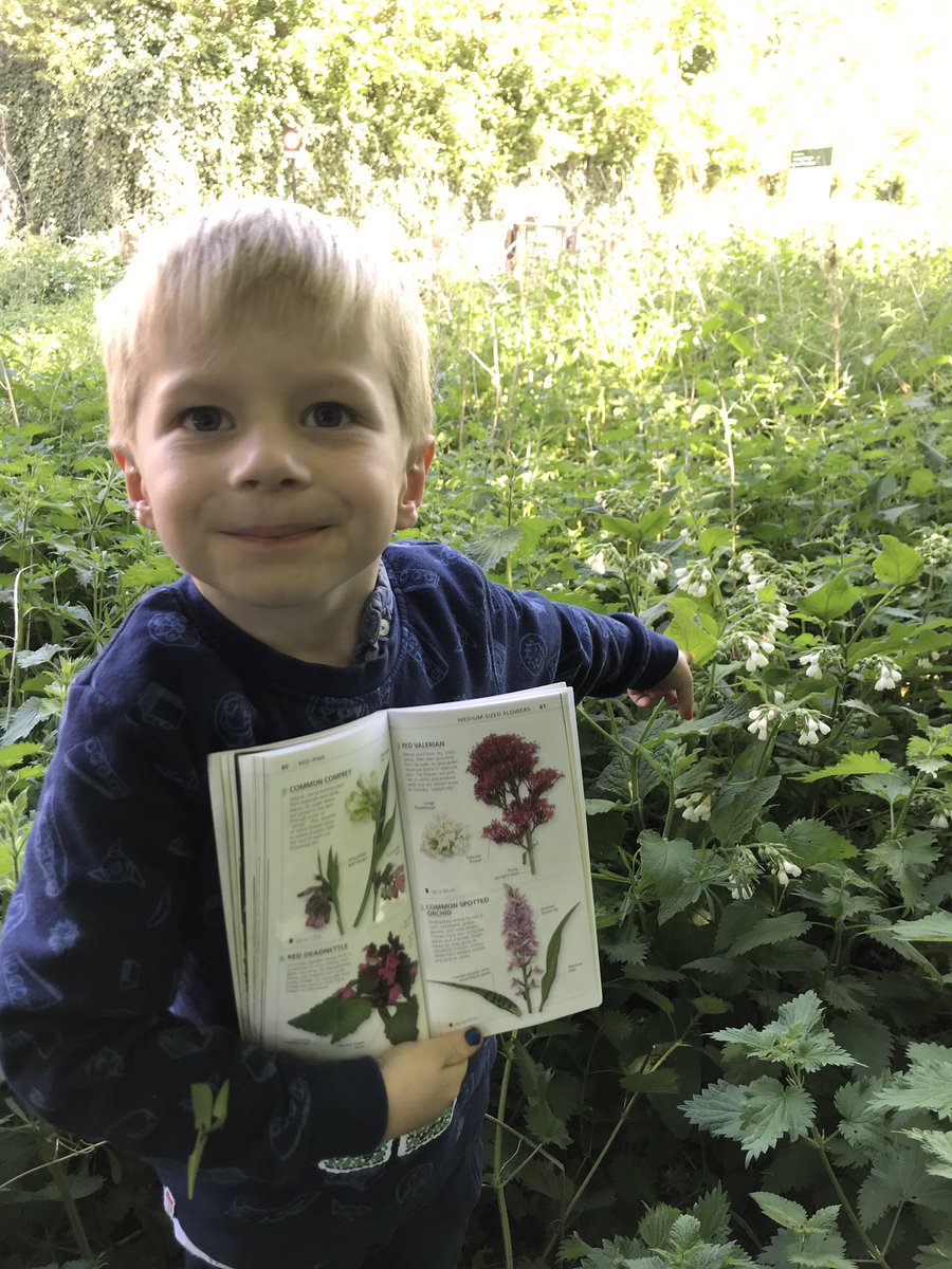 10/26 It’s Comfrey! We spotted this hiding in Cow Parsley and Garlic Mustard. Under a tree. Told you Theo has eagle eyes!  #twopointsixchallenge  @bowelcanceruk  #fundraising