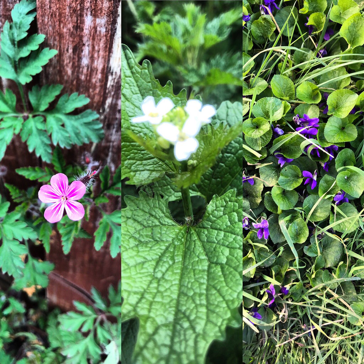 A recap on yesterday’s  #wildflowers Herb Robert, Garlic Mustard and Violet. Theo found some more today! Coming up.  #twopointsixchallenge  #bowelcancer  #fundraising