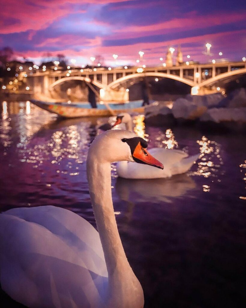 baseltourism's tweet photo. A perfect capture of the colourful sky, the swans and the river.🦢 Thanks to @c.t.d.7 for this shot.👍 #lovebasel #stayhome
•
•
•
#baselswitzerland #basel #inlovewithswitzerland #igersbasel #igersswitzerland #städtereise #instatravelgram #globaltra… https://t.co/eyJYYa4Ruj https://t.co/gmw8Nfk3oY