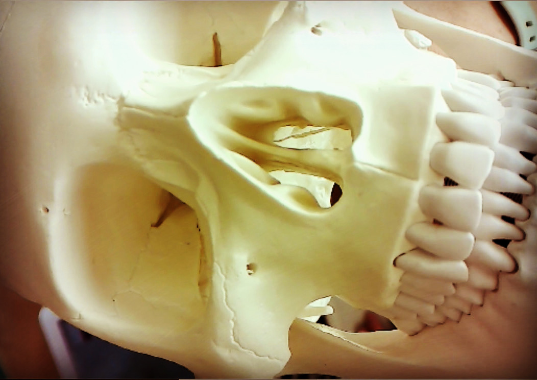 ProfIndyBones's tweet photo. #IndianaBones and the new dissection camera test. @IndyAnatEdPhd #MedEd #SOTL #onlinelearning #socialdistancing #COVID19 https://t.co/pzyVrmfyIe