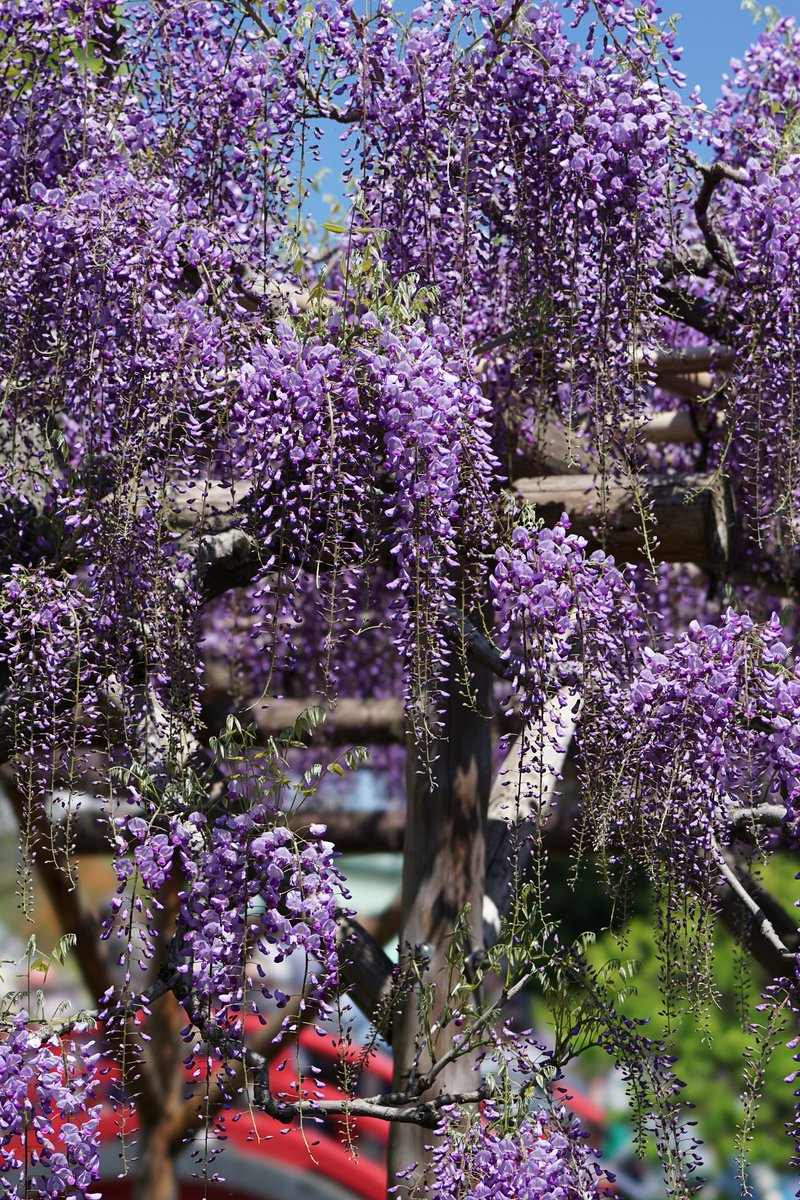 Ikufumi Moriya 亀戸天神の藤の花はそろそろ見頃 鬼滅の刃では鬼が嫌う魔除けの花 写真は2年前のもの